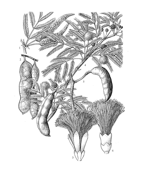 Natural compounds from  Acacia catechu